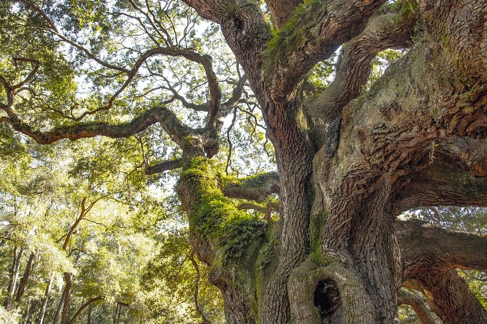 Fairy Tree, South Carolina, Ancient, Live Oak