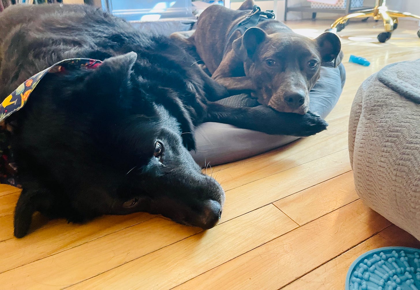 Two dogs flopped on the floor. One dog has her head on the bigger dog's paw and looks concerned. 