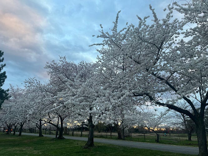 Cherry blossoms at Hains Point