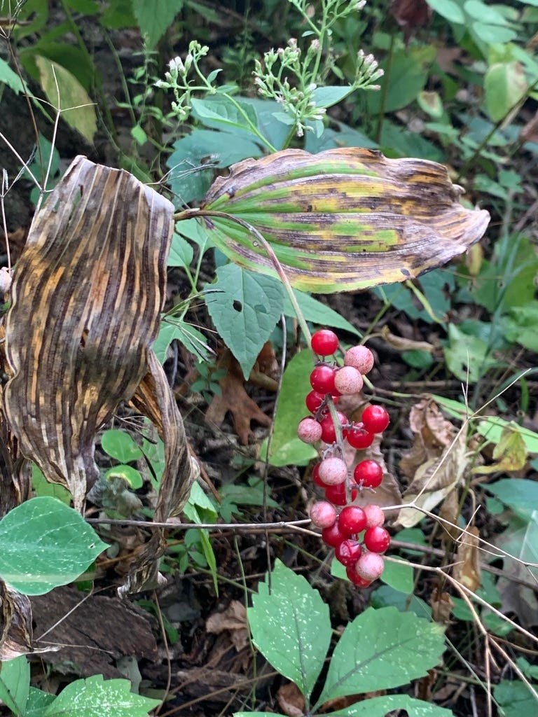 A plant with two large decaying leaves on either side of a stalk with bright red berries at the end, in a cluster.