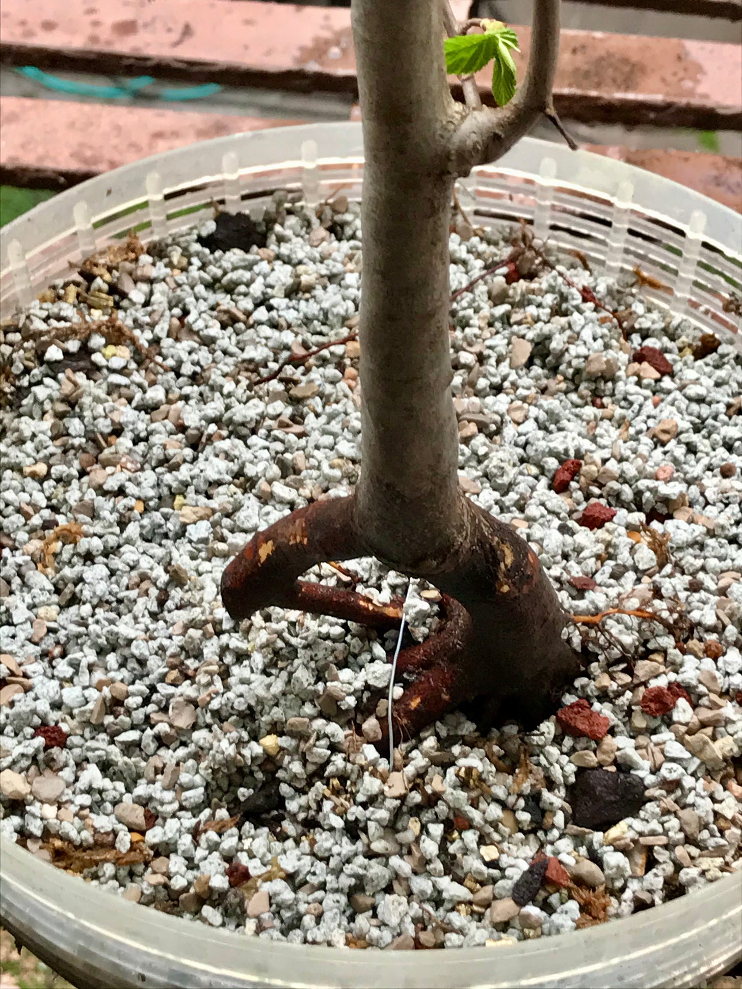 Image description: hornbeam tree trunk sitting in salad spinner colander in bonsai soil. End image description.