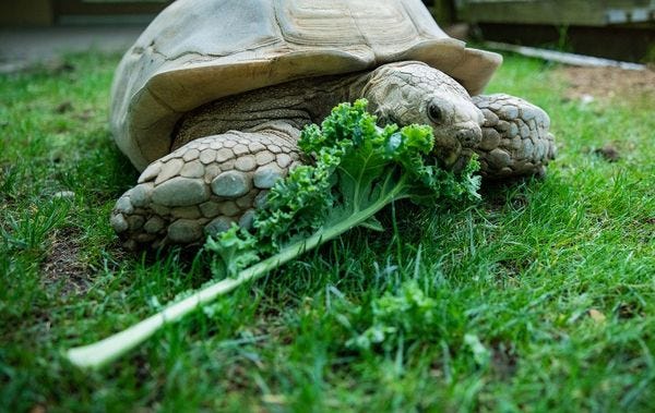 Ending your week with this tortoise eating kale, because why not.