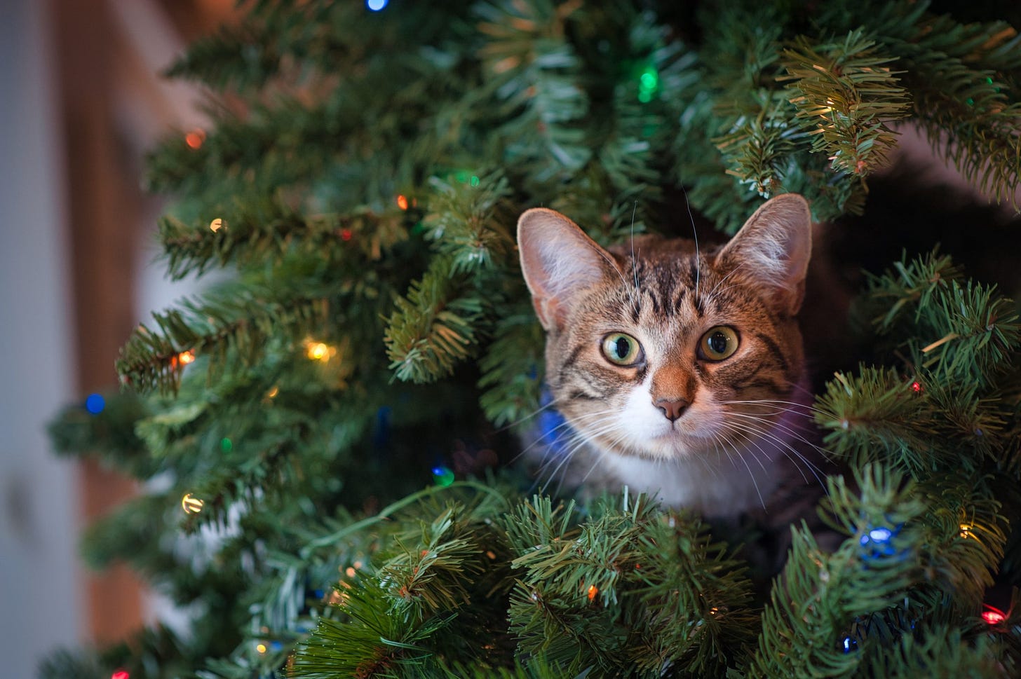 Gato en un árbol de navidad