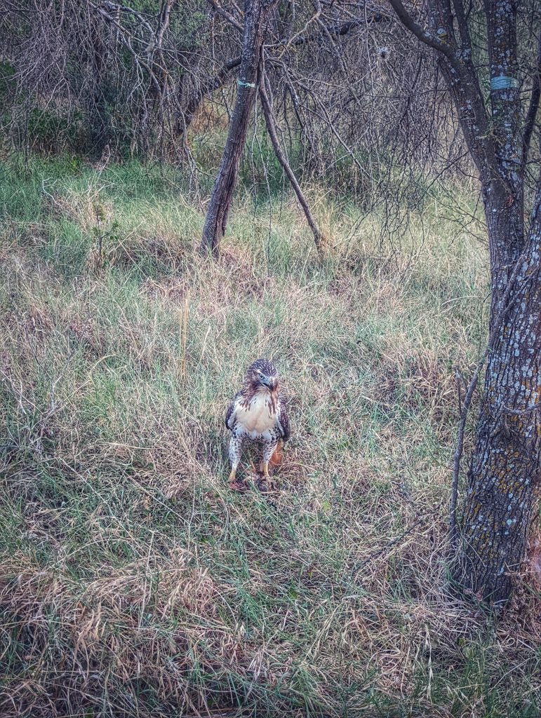 hawk off the path