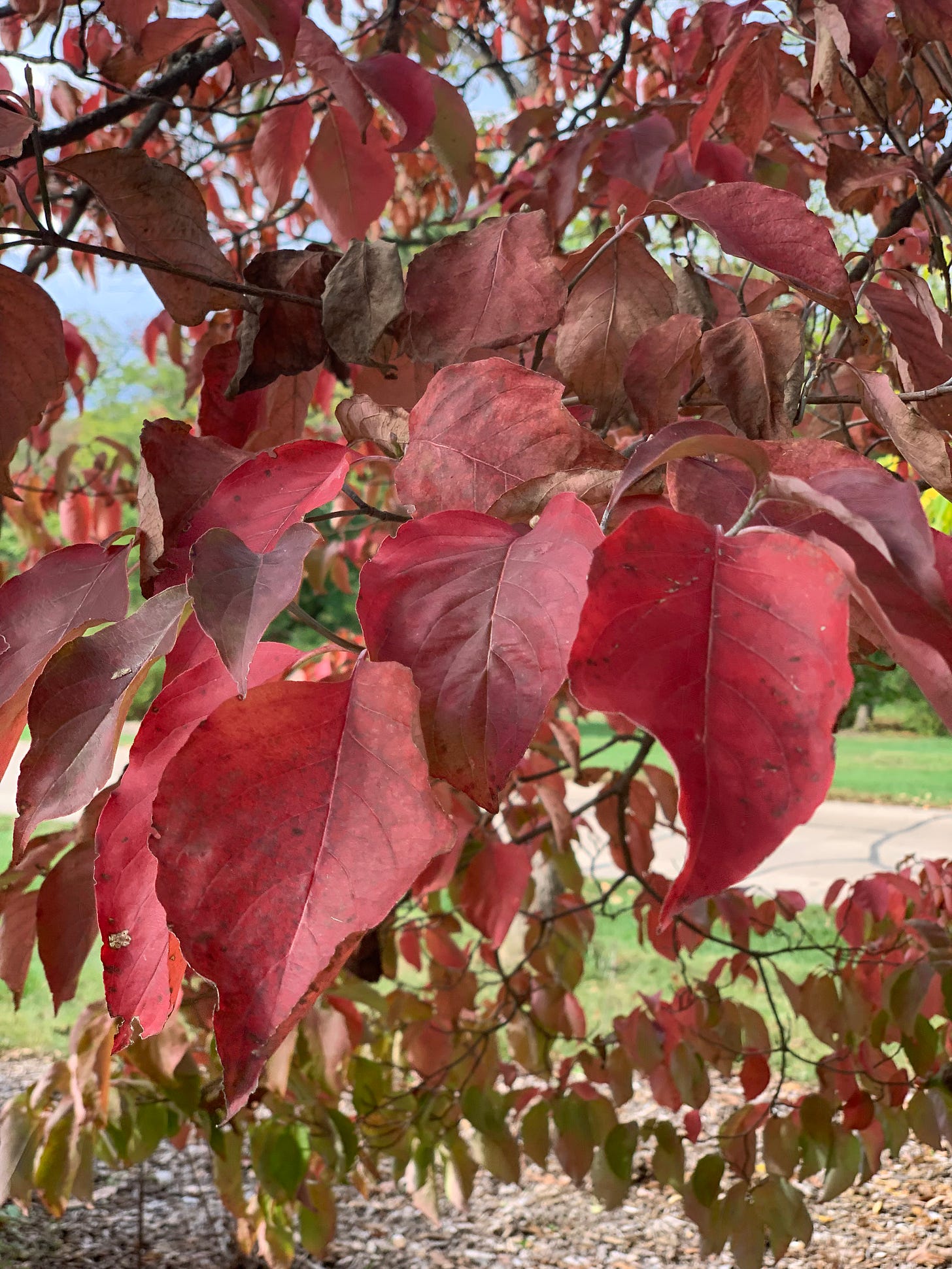 Closeup of purple-red leaves on a branch.