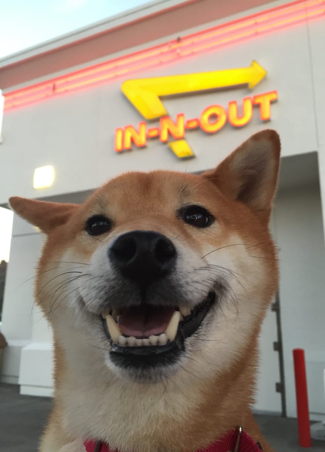 Charm, the dog, in front of In-n-Out Burger