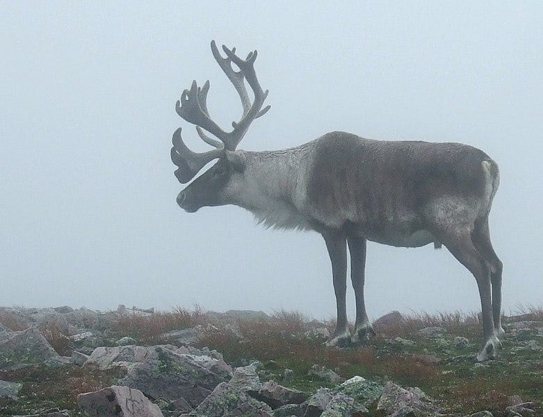 File:Gros Morne caribou.jpg