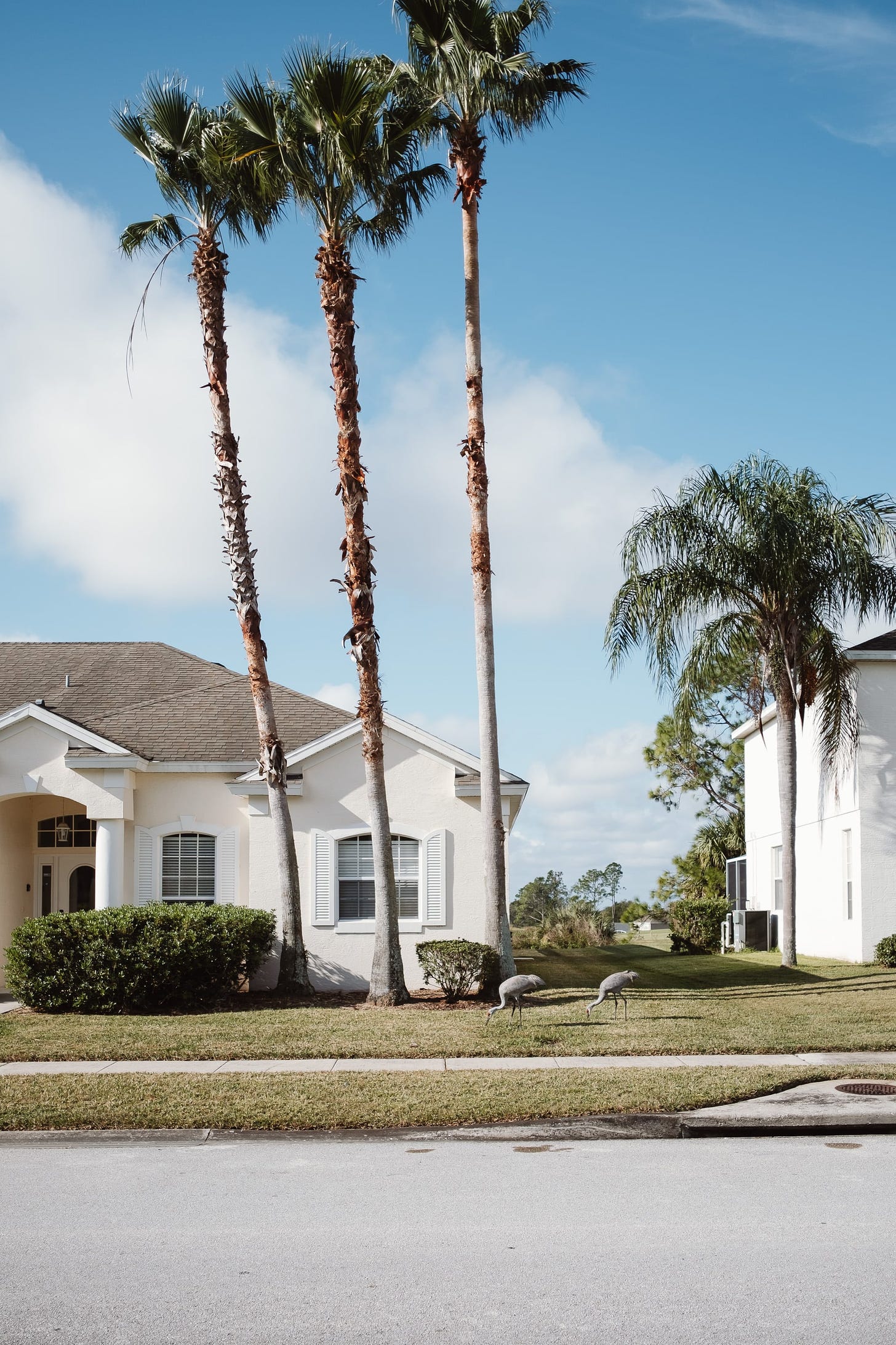 A streetscape of a house, palm tress and a pair of Sandhill Cranes on the lawn.