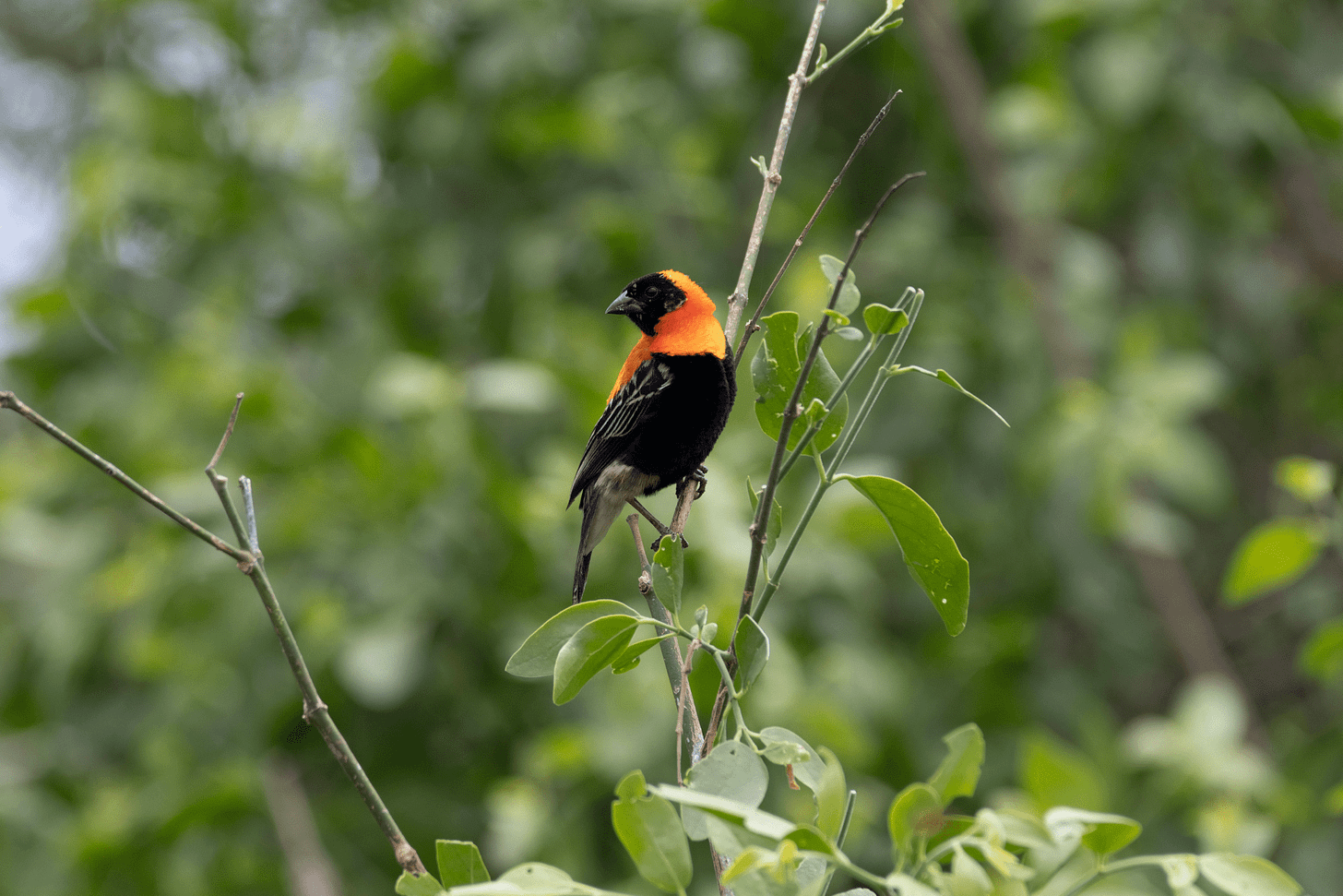 Skin and Feathers Deter Ectoparasites — Biological Strategy — AskNature