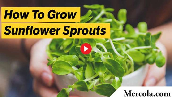 benefits of growing sprouts