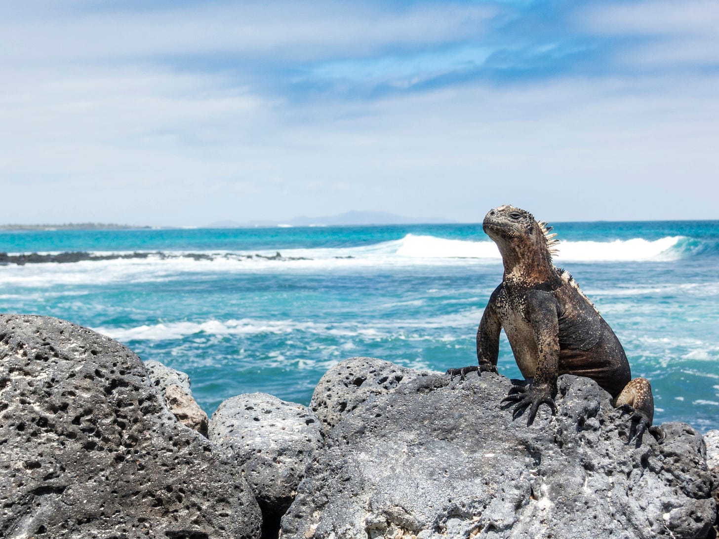 Arquipélago de Galápagos agora é palco de viagens de luxo | Exame