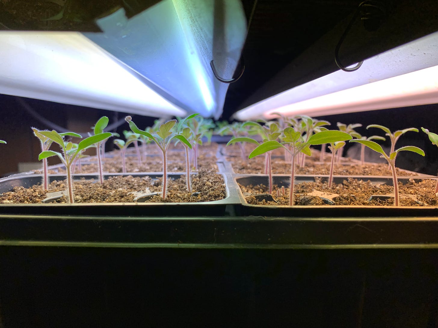 A seed tray with tiny tomato plants under lights