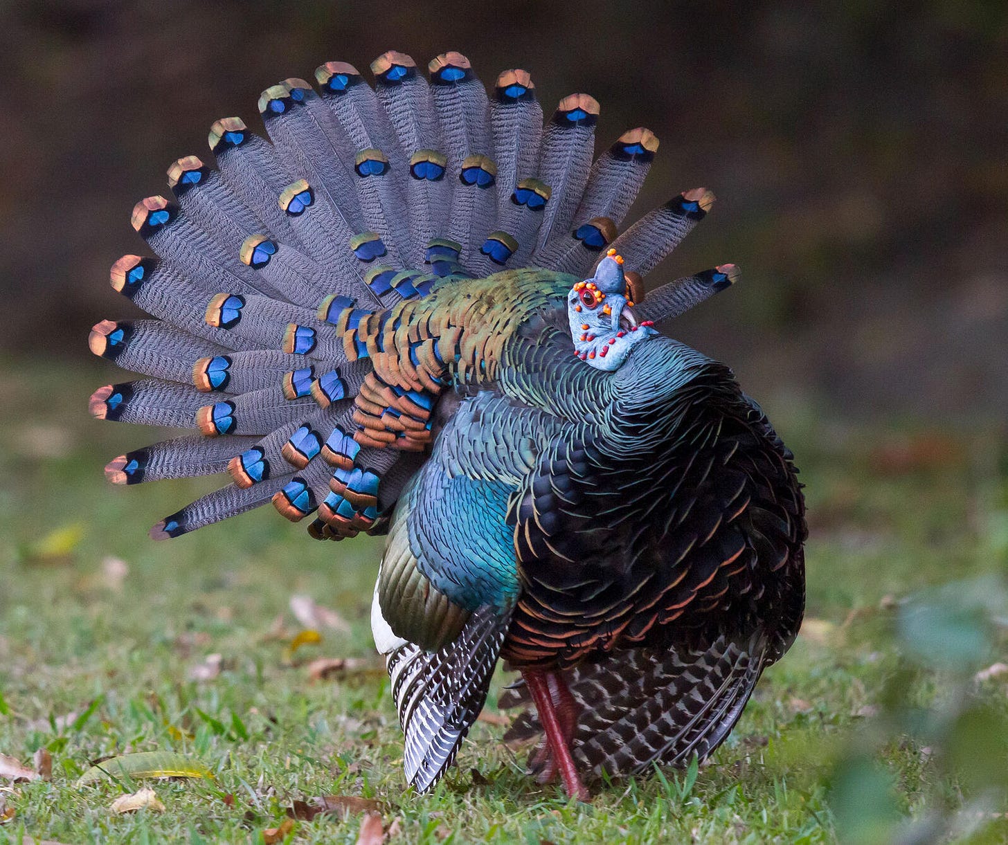 Ocellated Turkey. Ray Wilson/Alamy