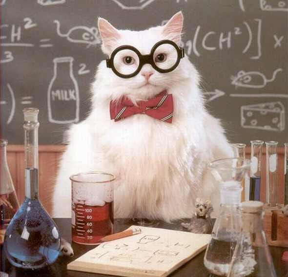 Schrödinger's Cat – The Cat Experiment
