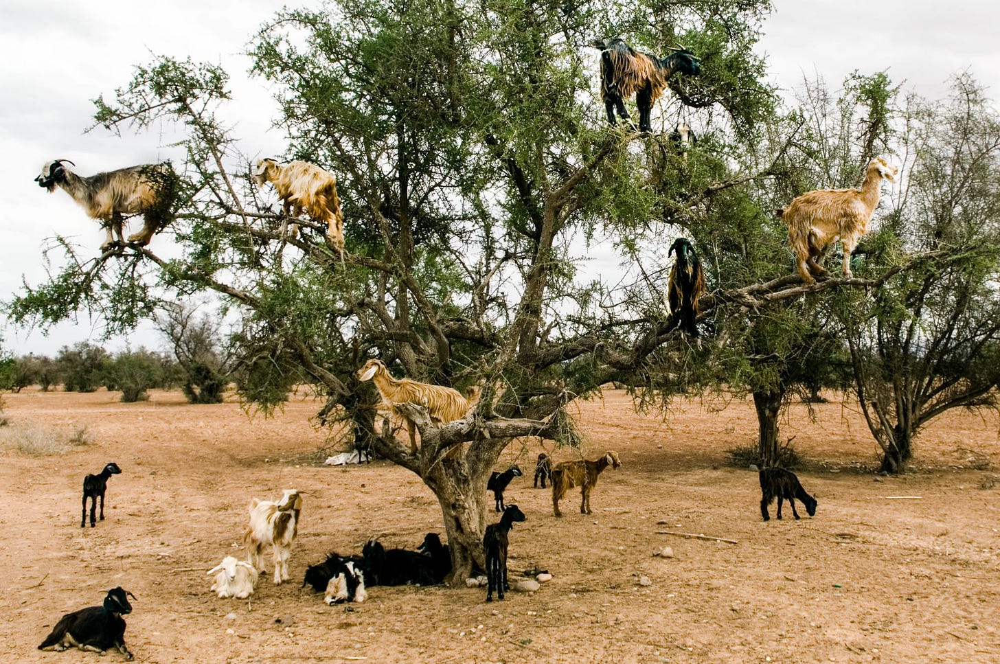 Study: When A Goat Climbs An Argan Tree And Eats Its Fruit, What Happens To  The Seed? : Goats and Soda : NPR