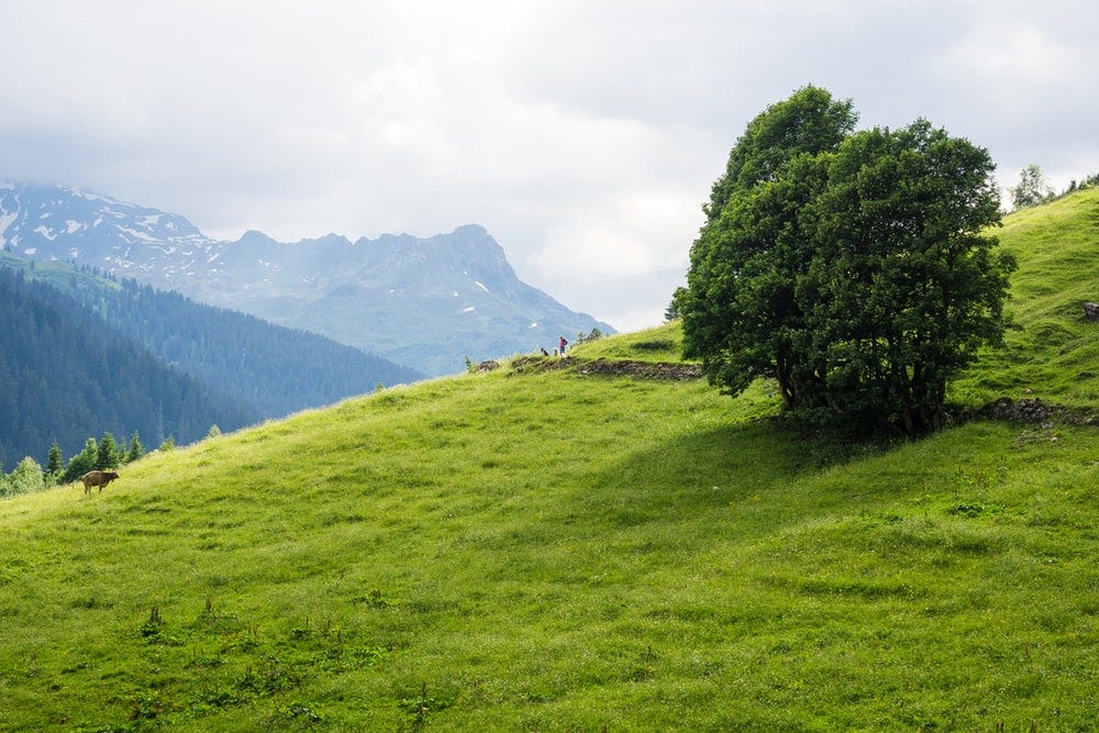 green tree on a mountain slope during daytime