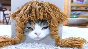 Hilarious pictures show world-famous Japanese kitten, Maru, trying on wigs  - Daily Times
