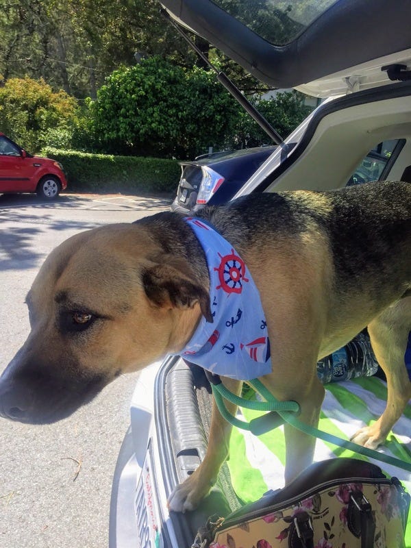 Elegantly adorned Brandon (the bag is not his) is ready for a walk. He belongs to loyal subscriber Kathleen, who celebrates her birthday tomorrow.