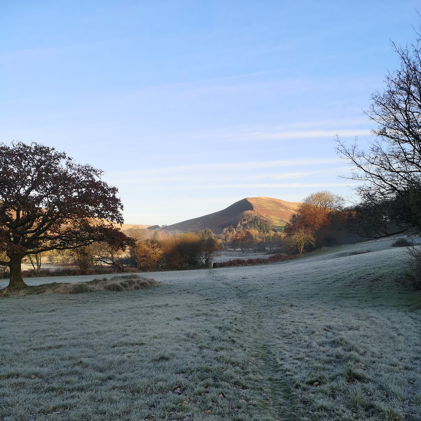 Image description: A bright frosty morning view across a field with a big oak tree towards a mountain in the distance, beneath a hazy blue sky.