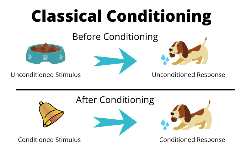 What Is Classical Conditioning? - Explore Psychology