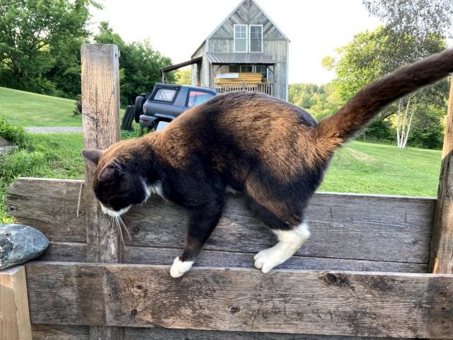 A gray and white cat stands on a fence. A house can be seen in the background. It's summer and everything is green. 