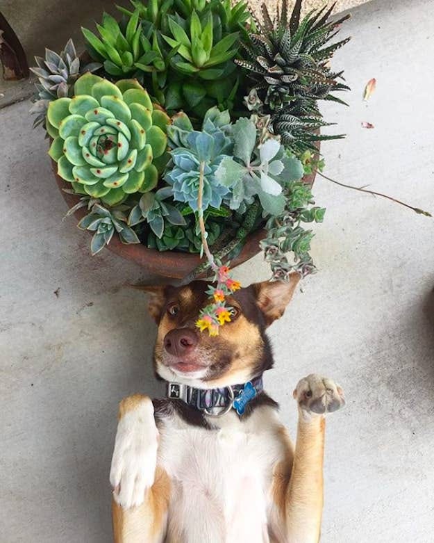 15 Houseplants That Are Beautiful AND Safe For Cats And Dogs