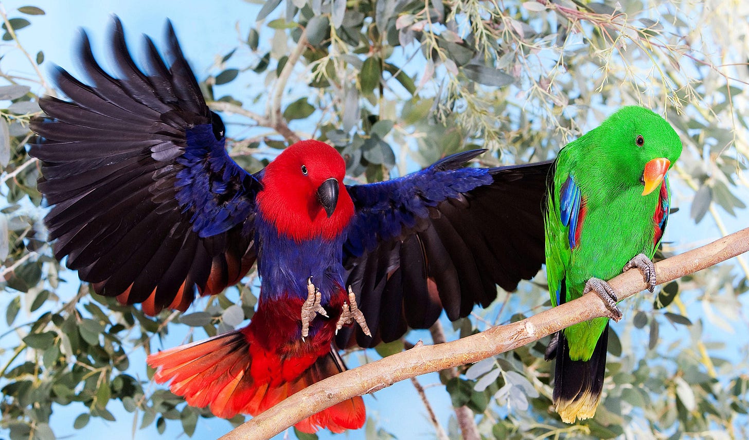 The eclectus parrot is mind-bendingly beautiful - Australian Geographic