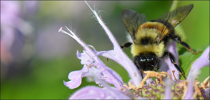 Image of bumble bee on flower.