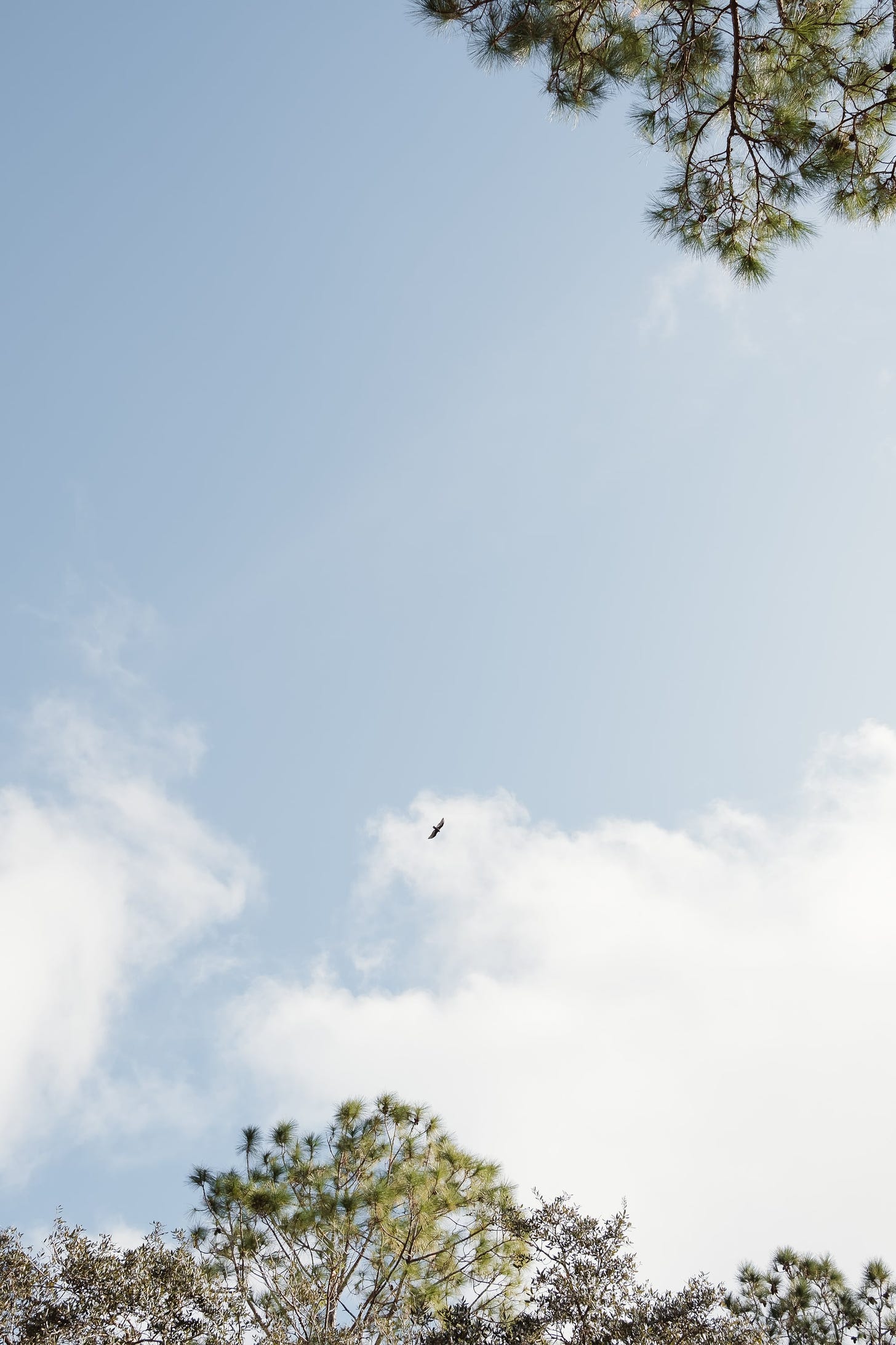 Looking up to the sky on a sunny day. A pine tree is in the top right edge of the frame and a large bird is flying in the centre.
