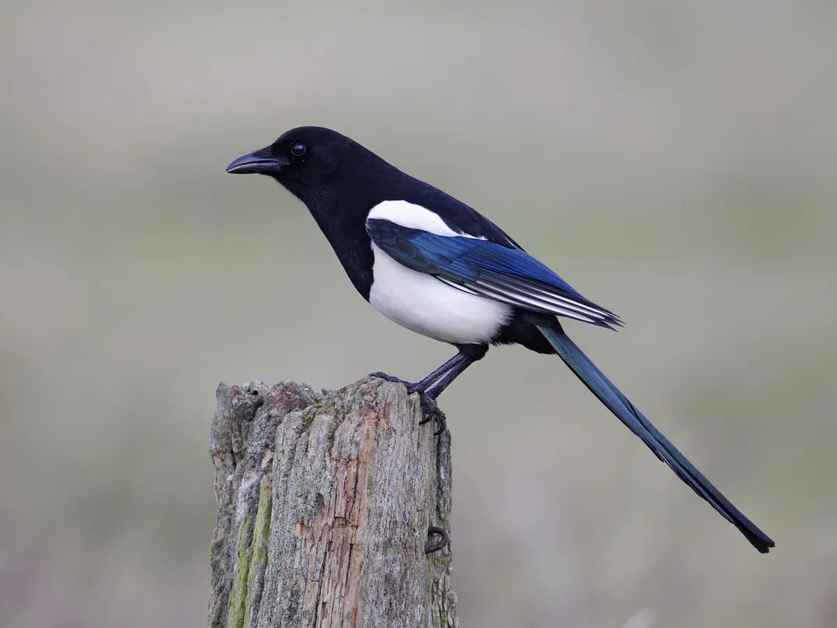 Magpie Bird Facts (Pica pica) | Birdfact