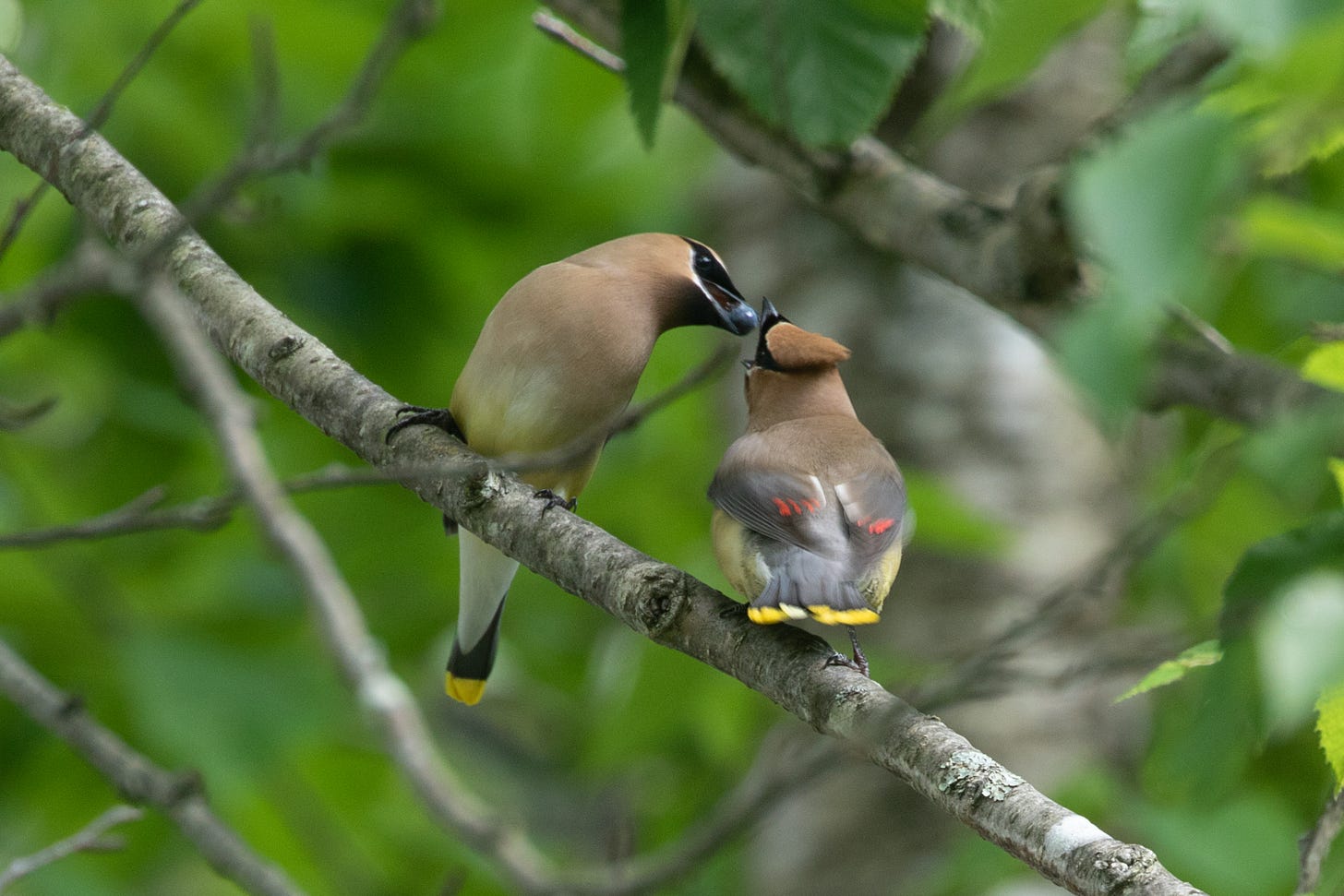 two silvery-tan birds sitting on a branch. the bird on the left is feeding a berry to the bird on the right, whose beak is wide open. both birds have black masks and yellow-tipped tails.