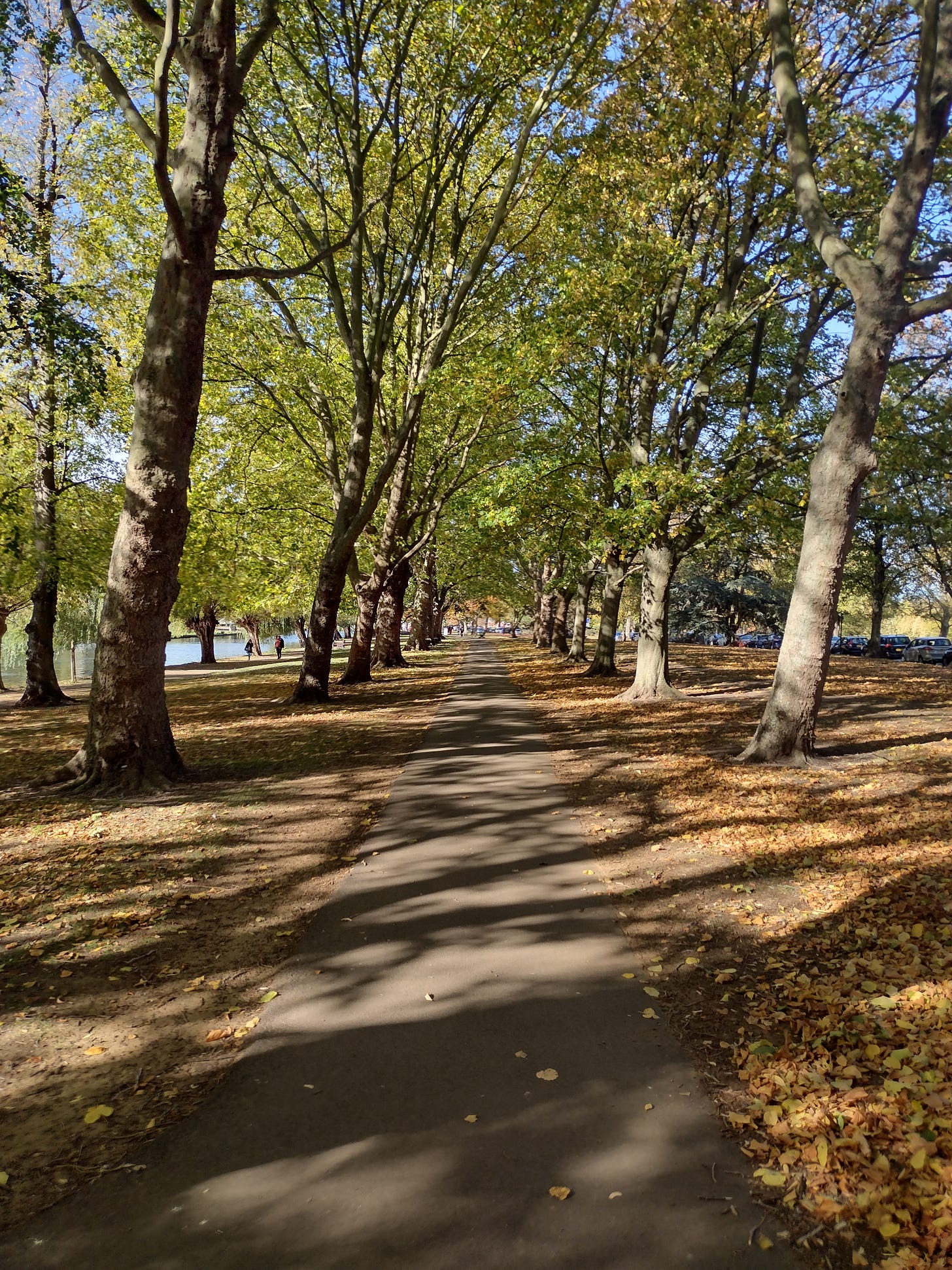 A tree-lined path during autumn on The Embankment in Bedford. With lots of leaves on the ground