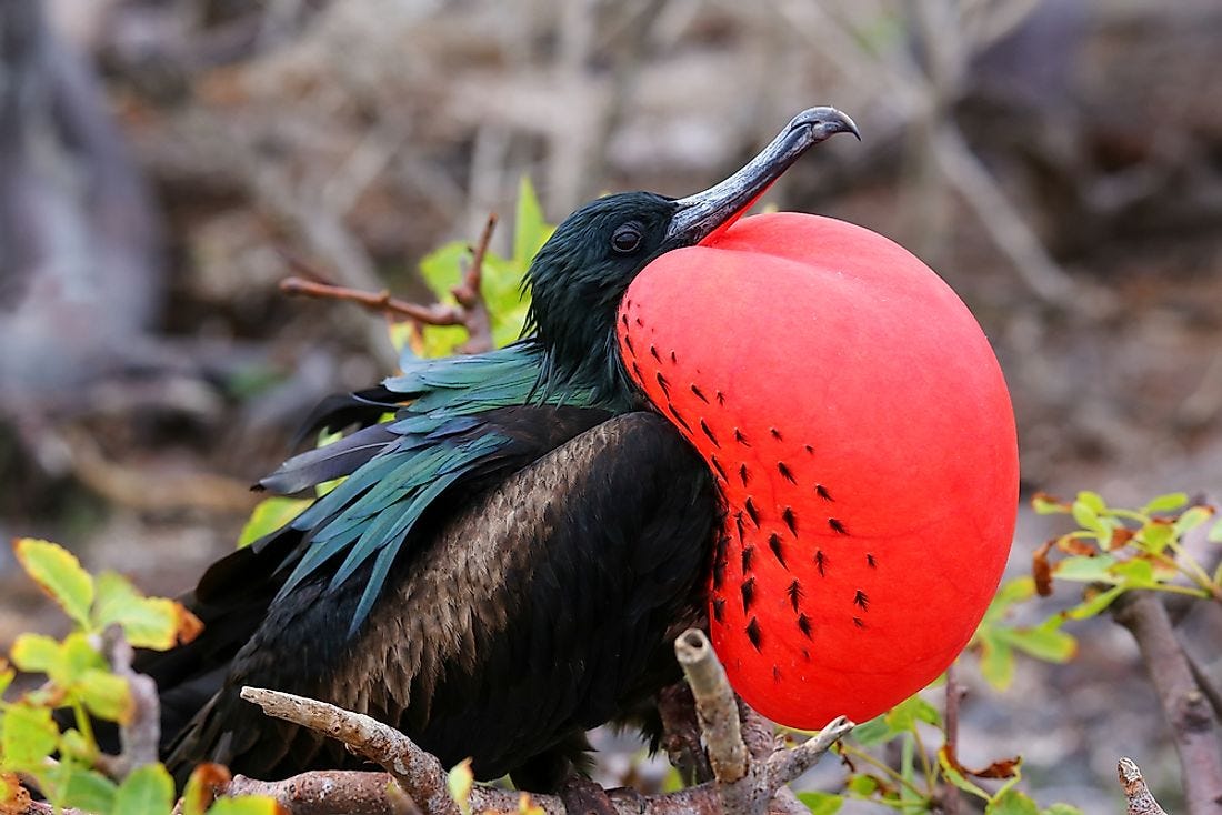 The Five Species Of Frigatebird Living In The World Today - WorldAtlas