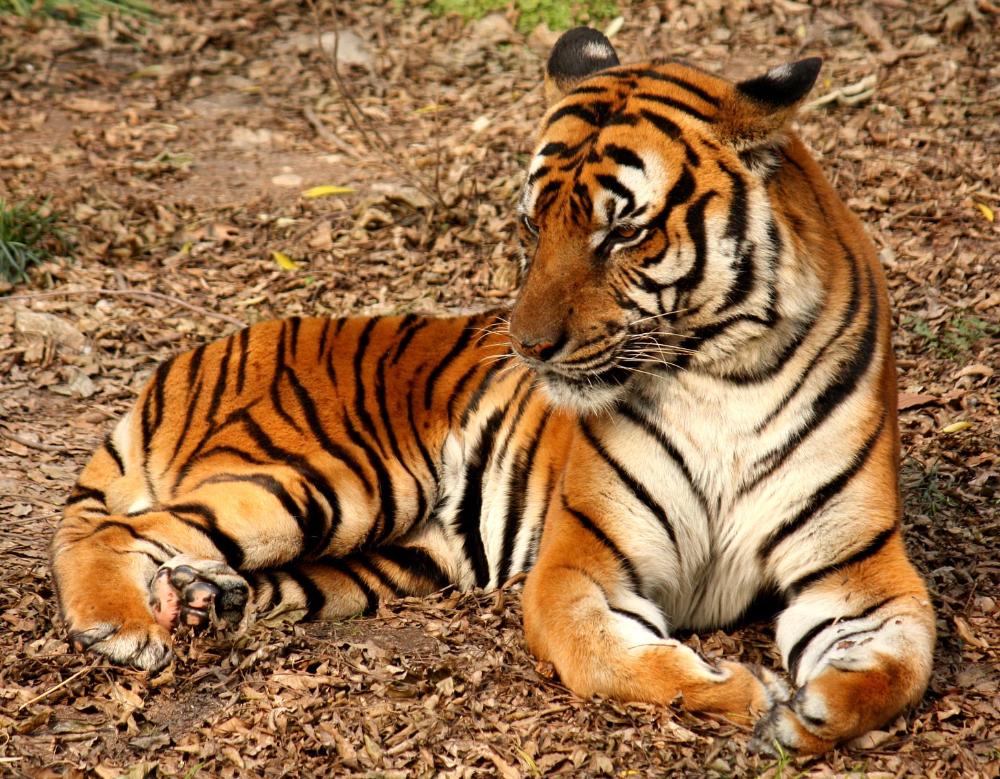 File:2012 Suedchinesischer Tiger.JPG - Wikimedia Commons