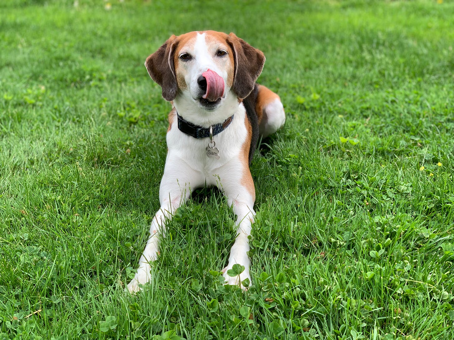A white, brown and black American Foxhound licks his nose and lounges in the grass.