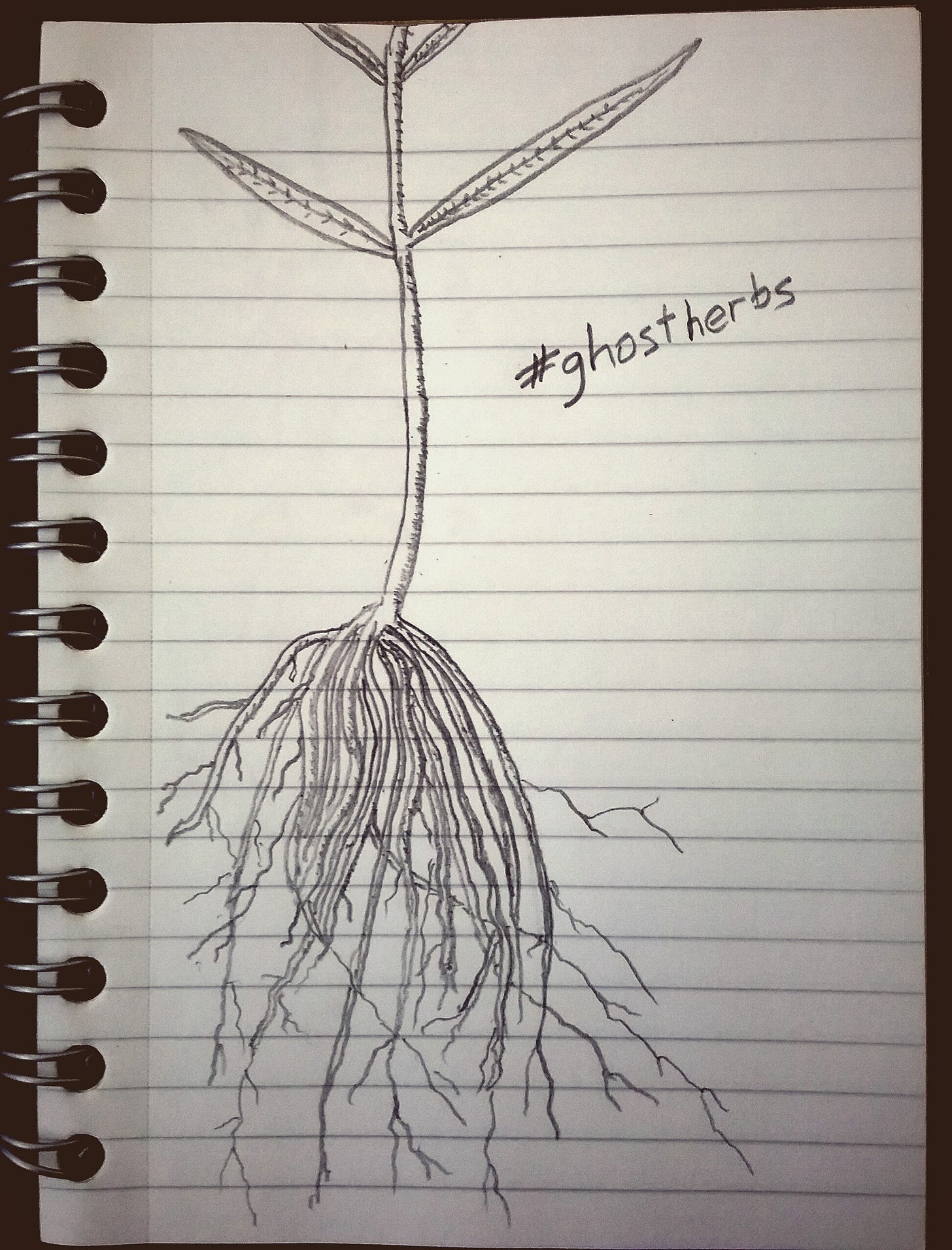 A pencil sketch of the root and stalk of the Cynanchum paniculatum plant