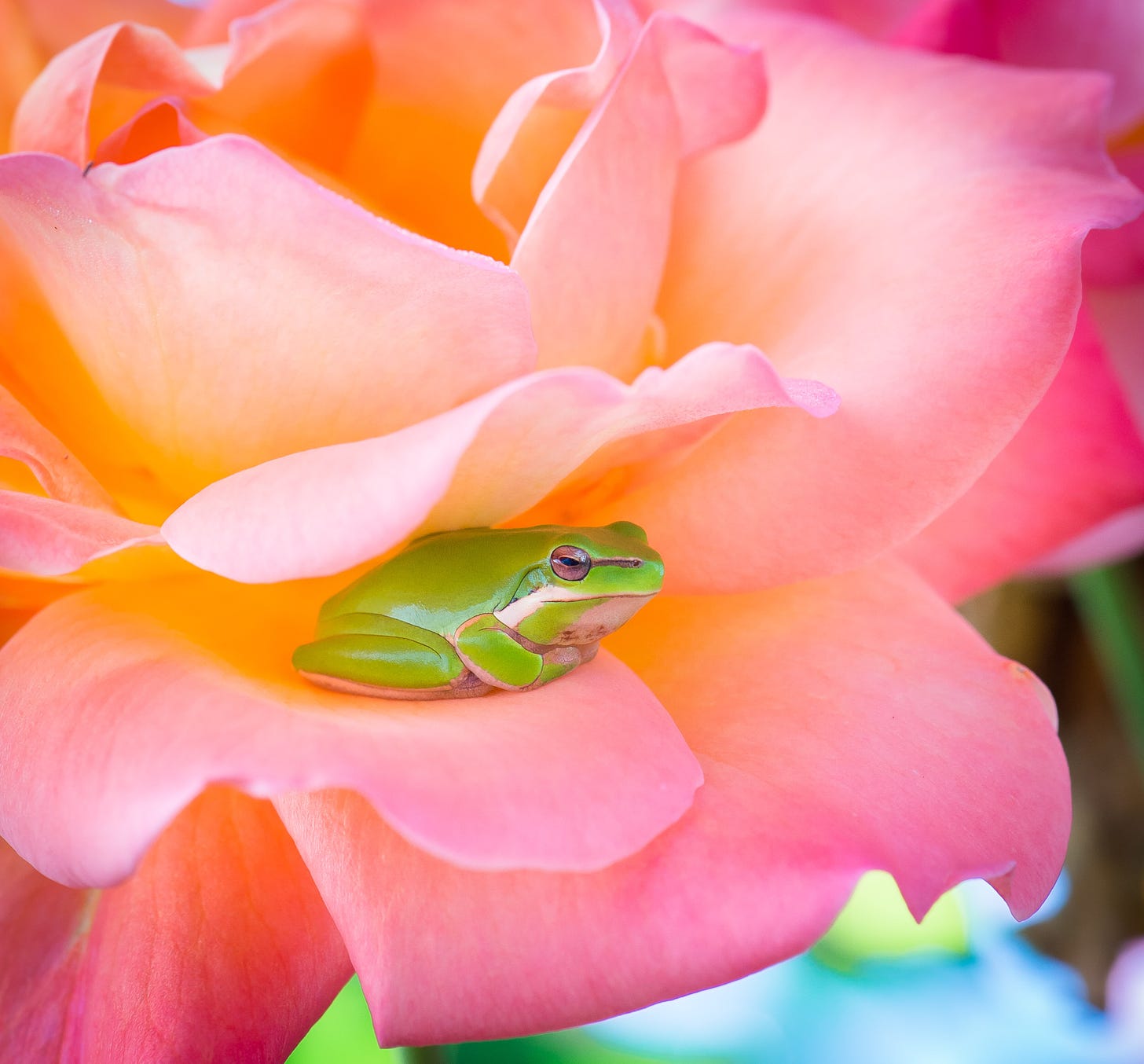 A tiny green frog sitting with its front legs tucked under its torso on the petal of a peach and pink rose