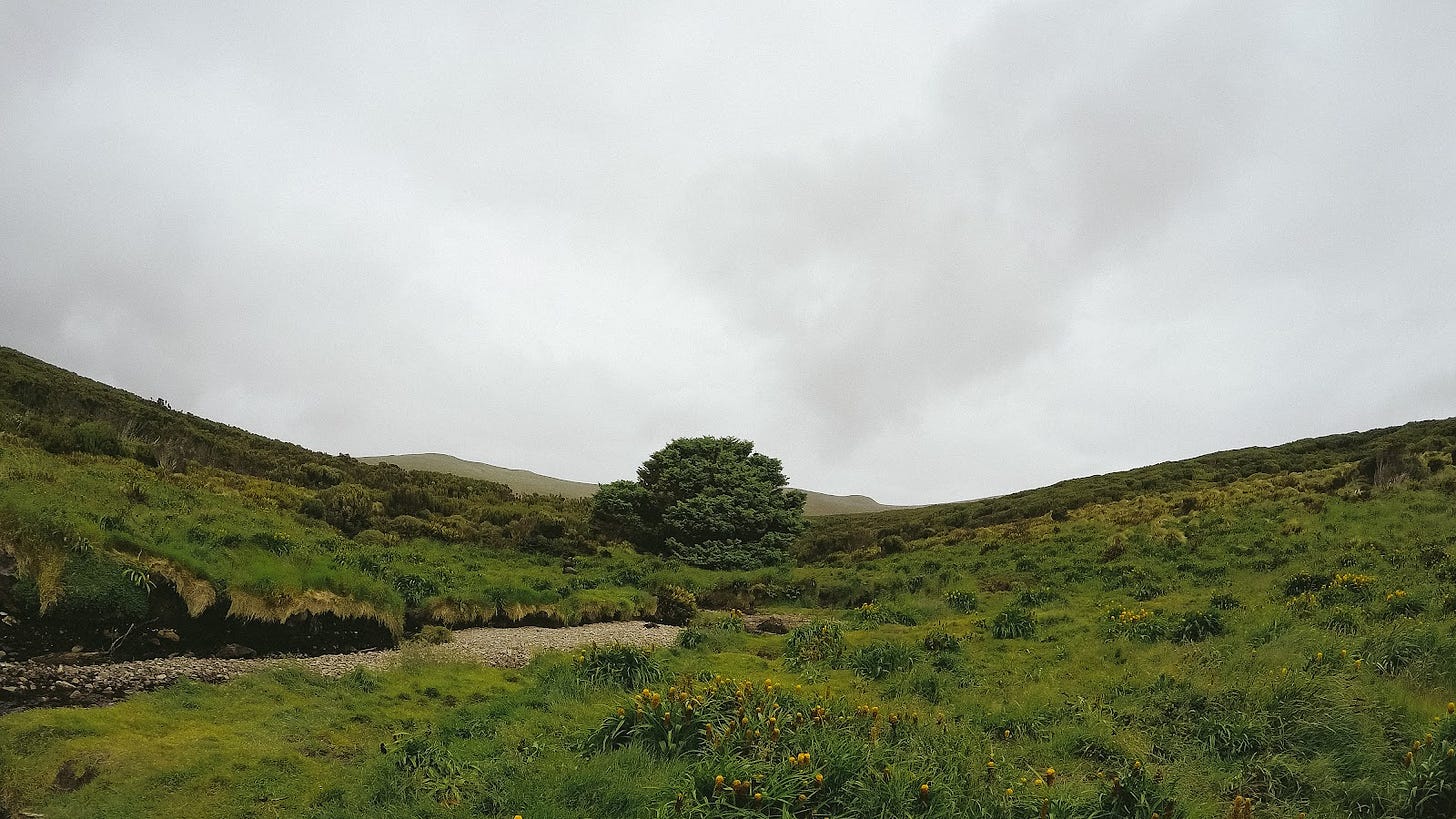 A landscape photograph of the bottom of two hills, with a bushy spruce tree in the middle. There is scrub and plants around, but no other trees anywhere.