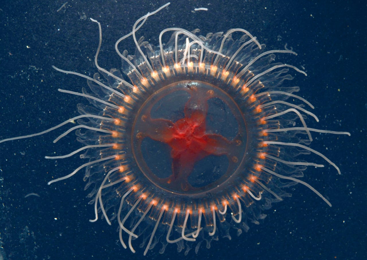 New Species of Deep-Sea Crown Jelly Discovered in Pacific Oceanhttp://www.sci-news.com/biology/atolla-reynoldsi-10728.html
