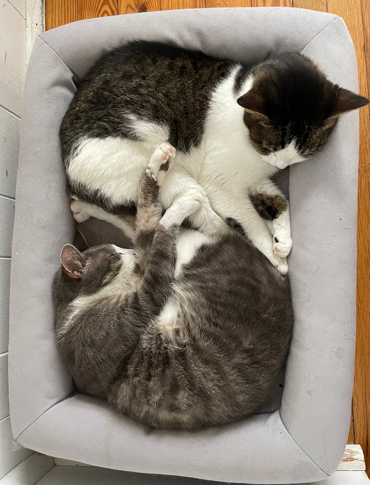 two cats cuddling on a cat bed