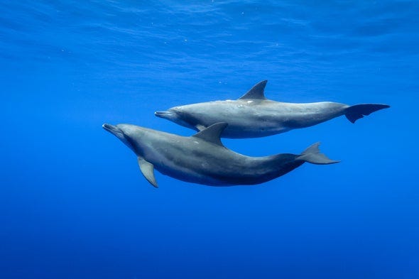 For Some Dolphins, the Key to Mating is Rolling with a Tight, Noisy Crew
