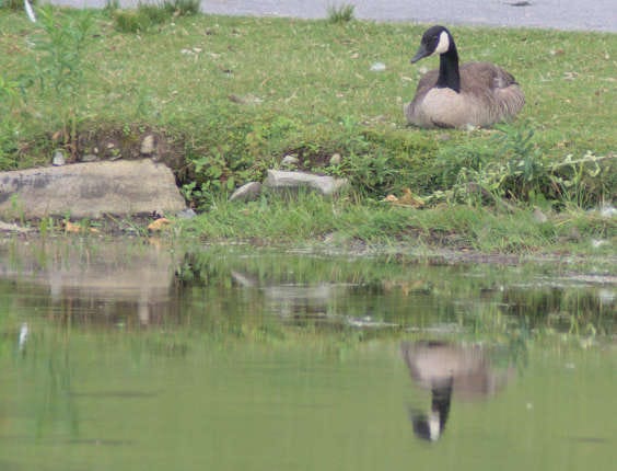 A Canada goose sits by a pond.
