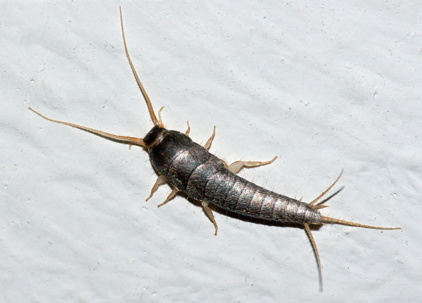 A silverfish on a grey marble counter