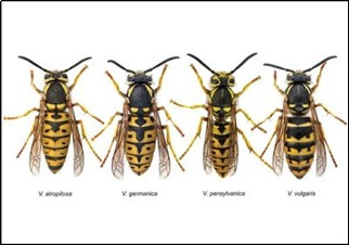 4 species of yellow jackets.
