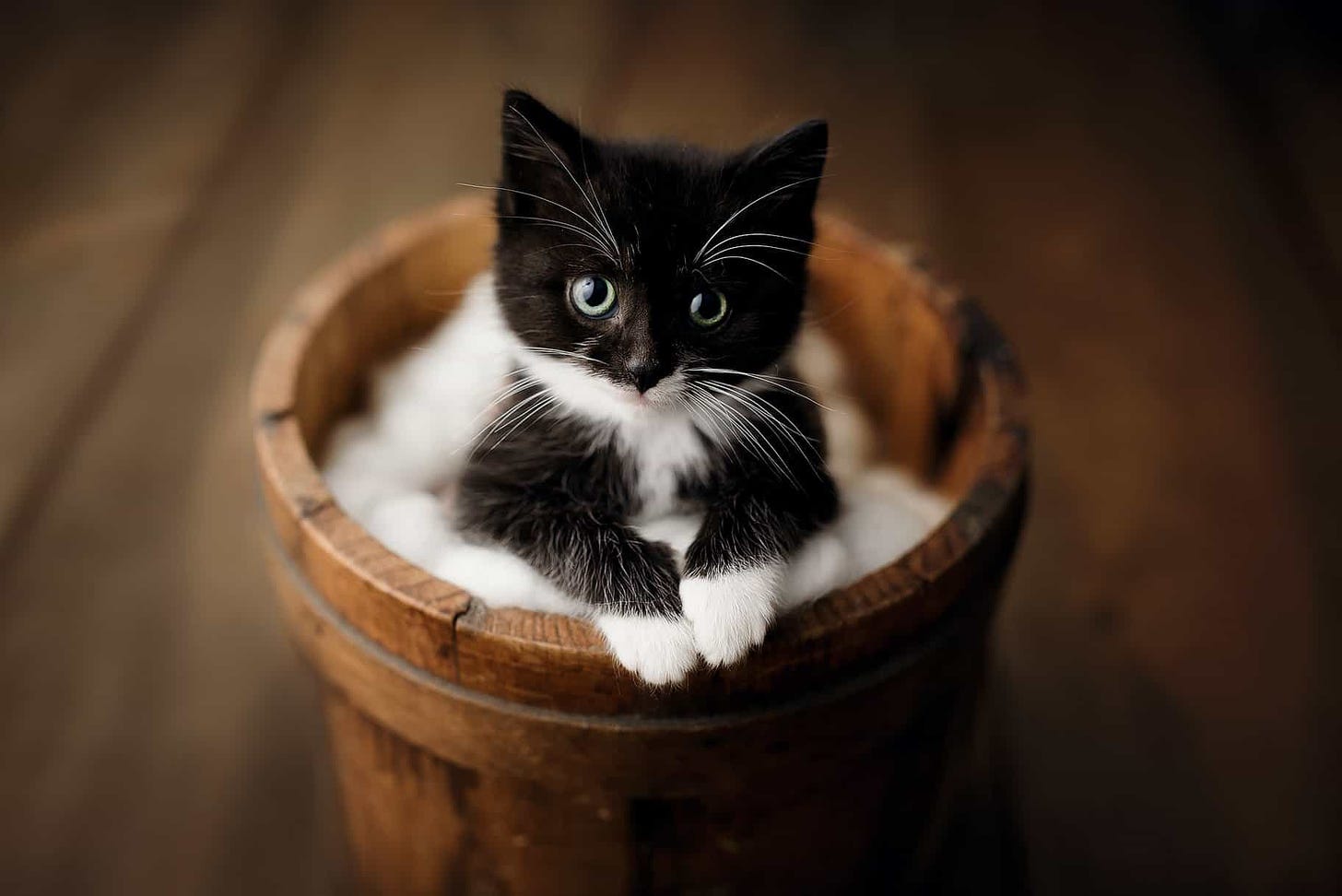 Cute Kitten Pictures - The 14 Prettiest Baby Cats Of All Time!