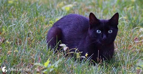 Alley Cat Allies | Feral and Stray Cats—An Important ...