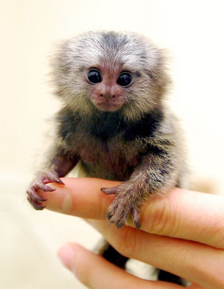 Marmoset | Cute animals, Cute baby animals, Baby animals