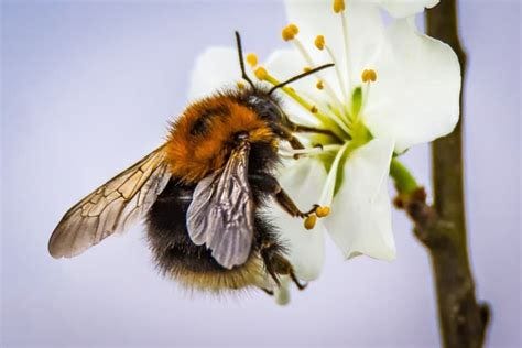 Bee Pollination Importance, Steps, and Guide | Agri Farming