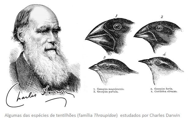 Corrigindo uma extrapolação dos trabalhos de Darwin: bico das aves vs  ecologia alimentar - Saber Atualizado