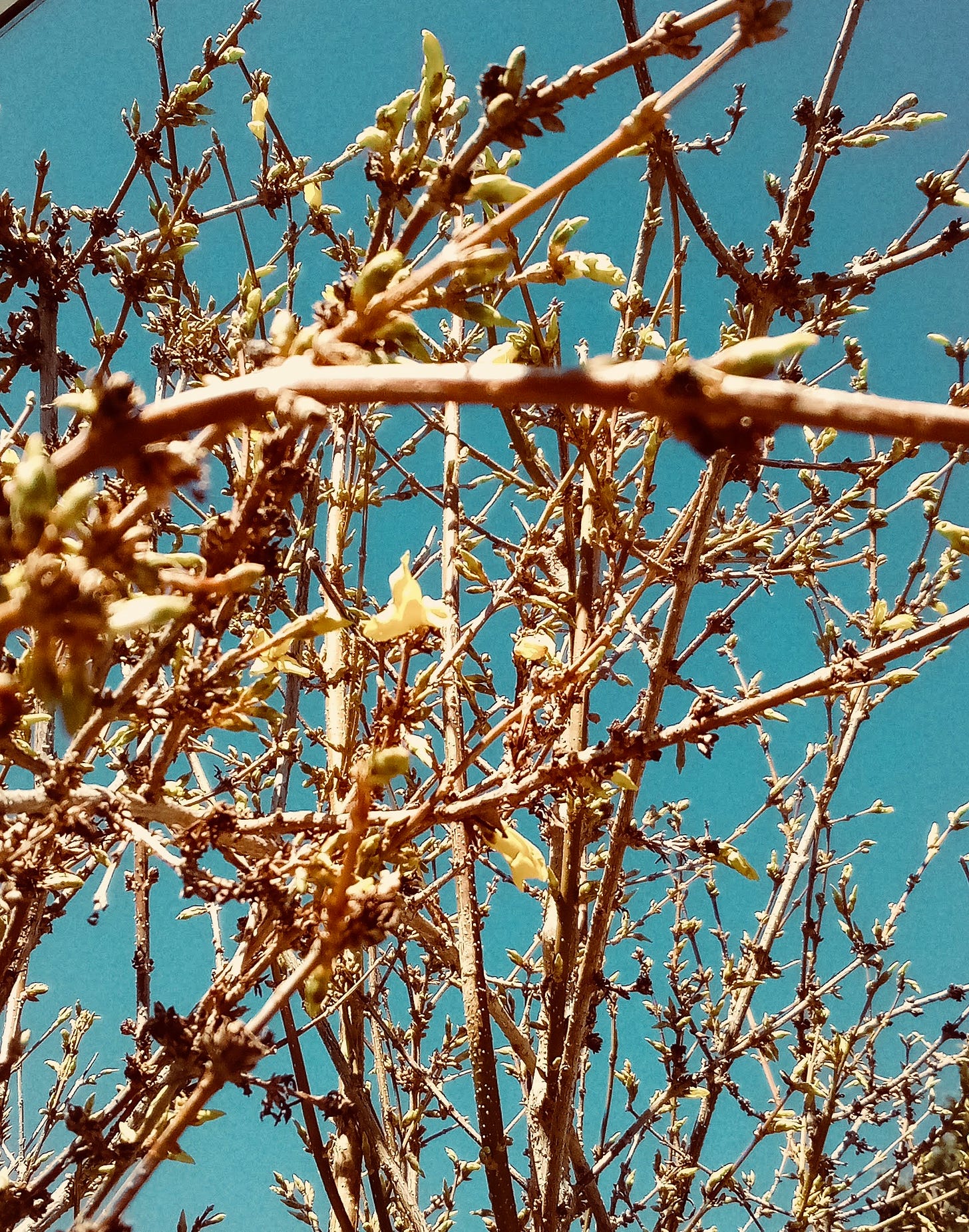 Branches of forsythia budding against a bright blue sky